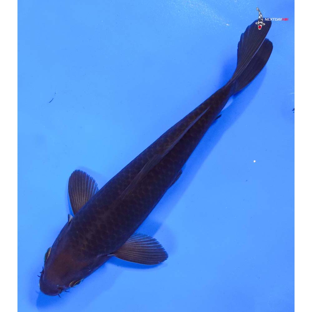 8” Imported Chagoi