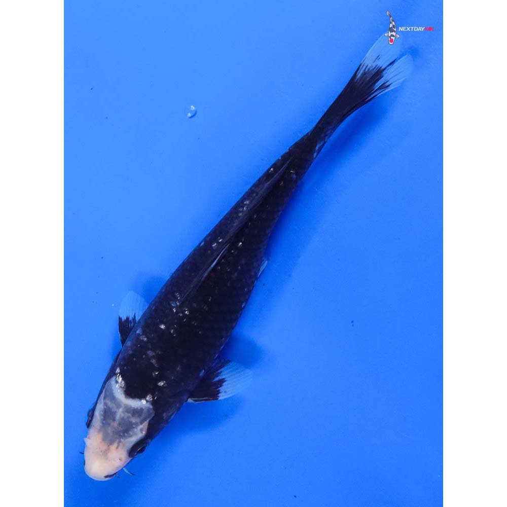 8” Imported Gin Rin Matsukawabakke