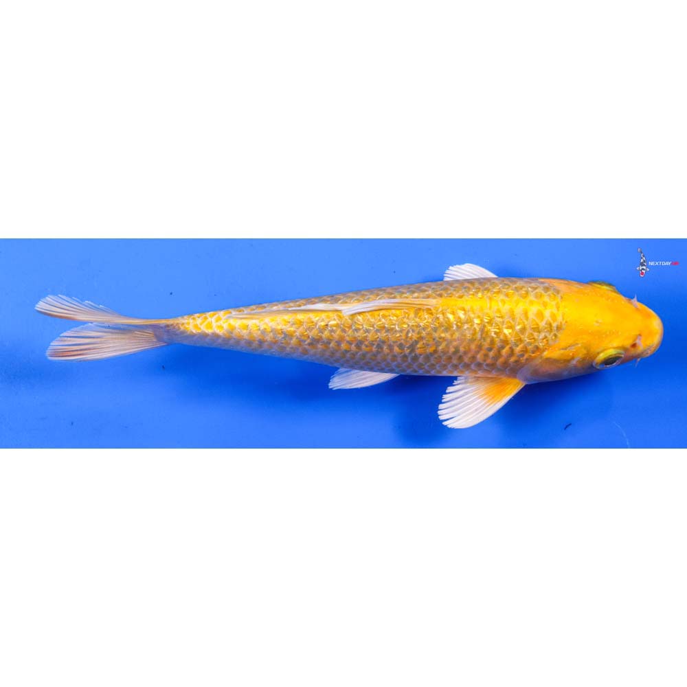 8” Imported Gin Rin Yamabuki Ogon