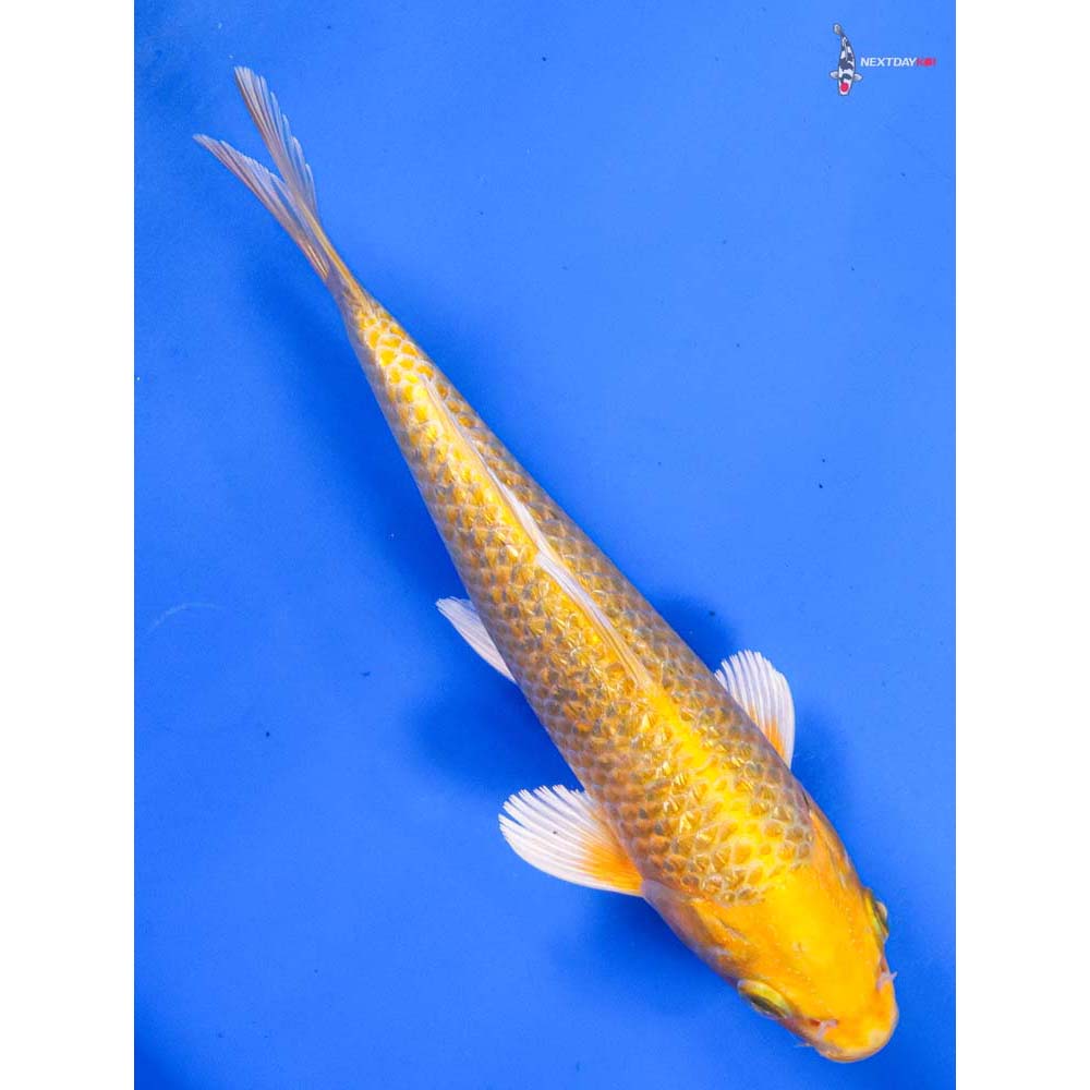 8” Imported Gin Rin Yamabuki Ogon