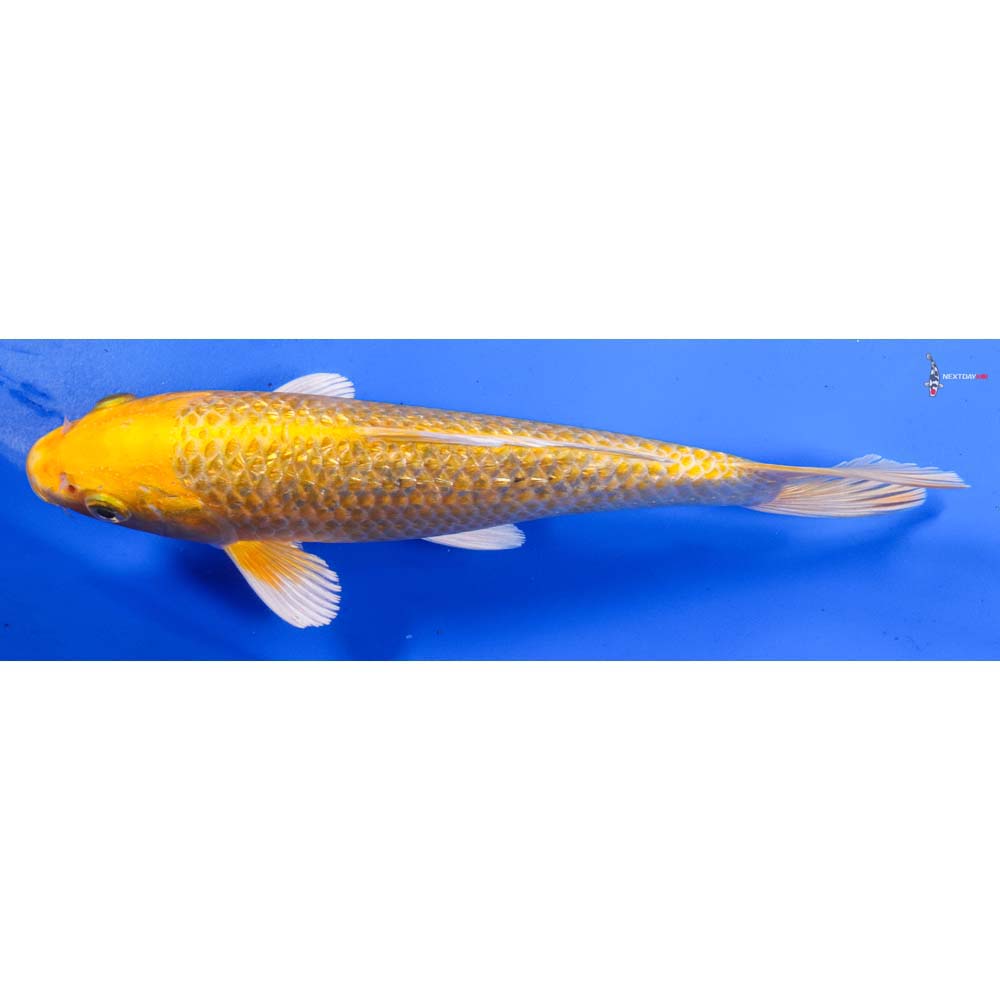 8” Imported Gin Rin Yamabuki Ogon