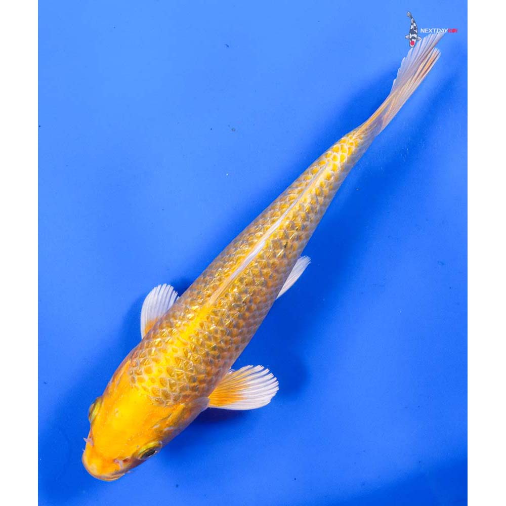 8” Imported Gin Rin Yamabuki Ogon