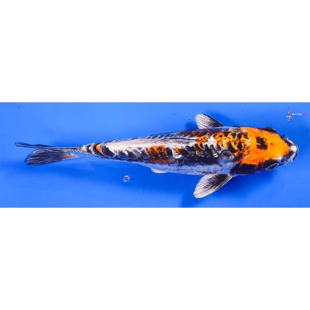 8” Imported Kin Kikokuryu