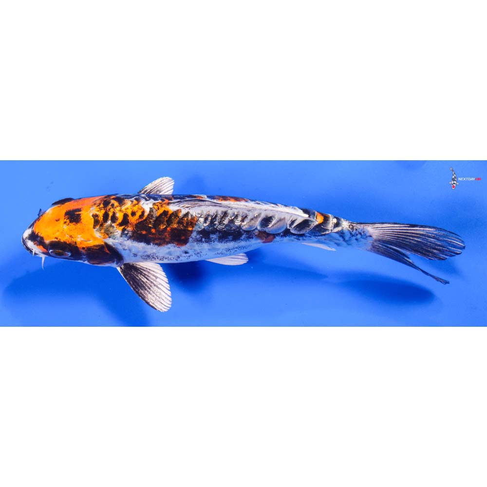 8” Imported Kin Kikokuryu