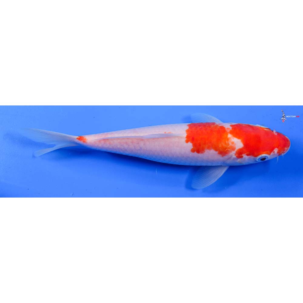 8” Imported Kohaku