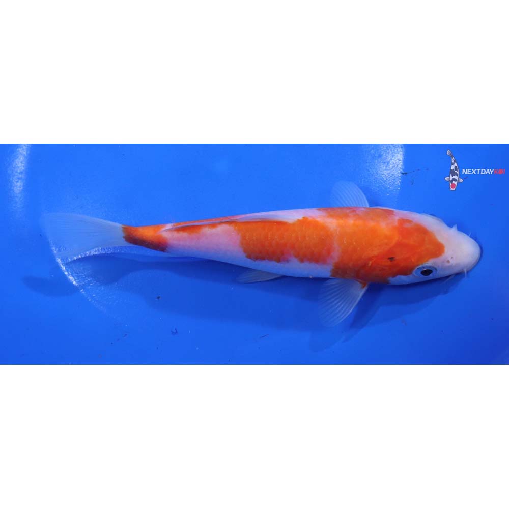 6.5” Imported Sanke