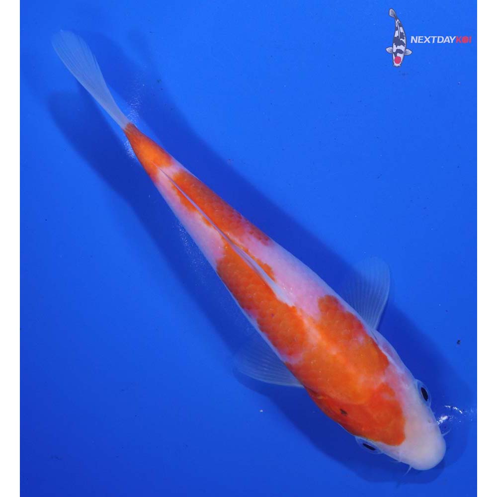 6.5” Imported Sanke