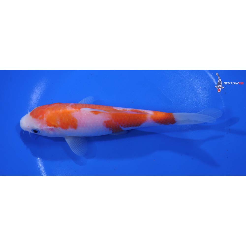 6.5” Imported Sanke