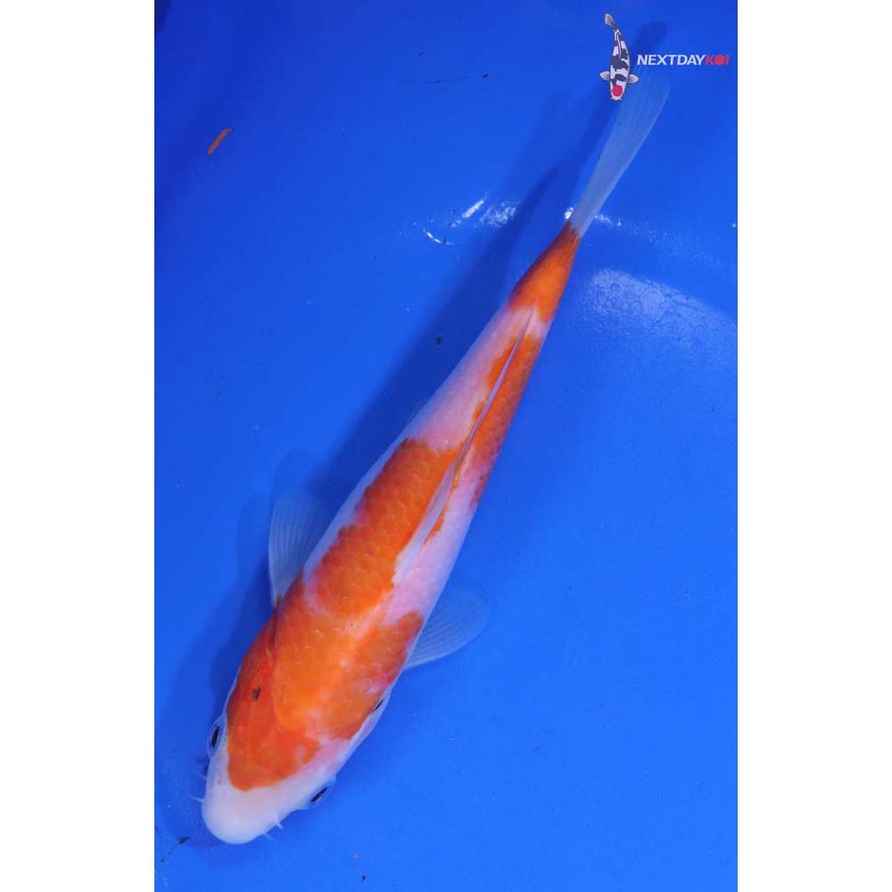 6.5” Imported Sanke