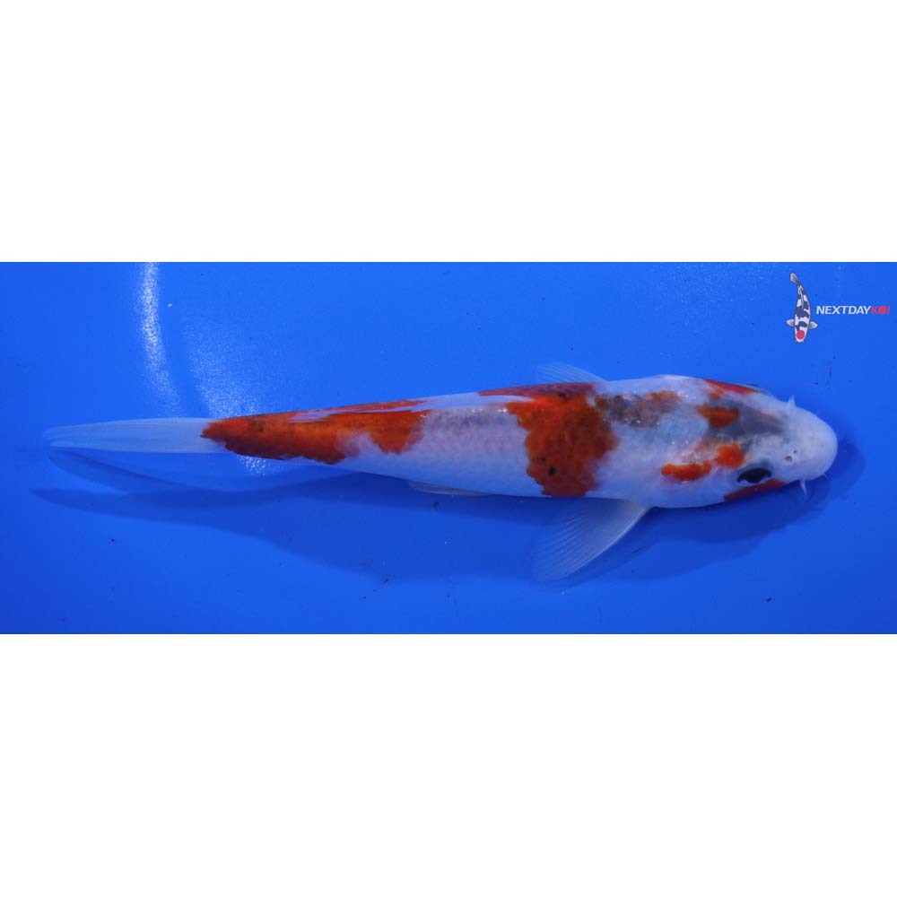 6.5” Imported Goromo