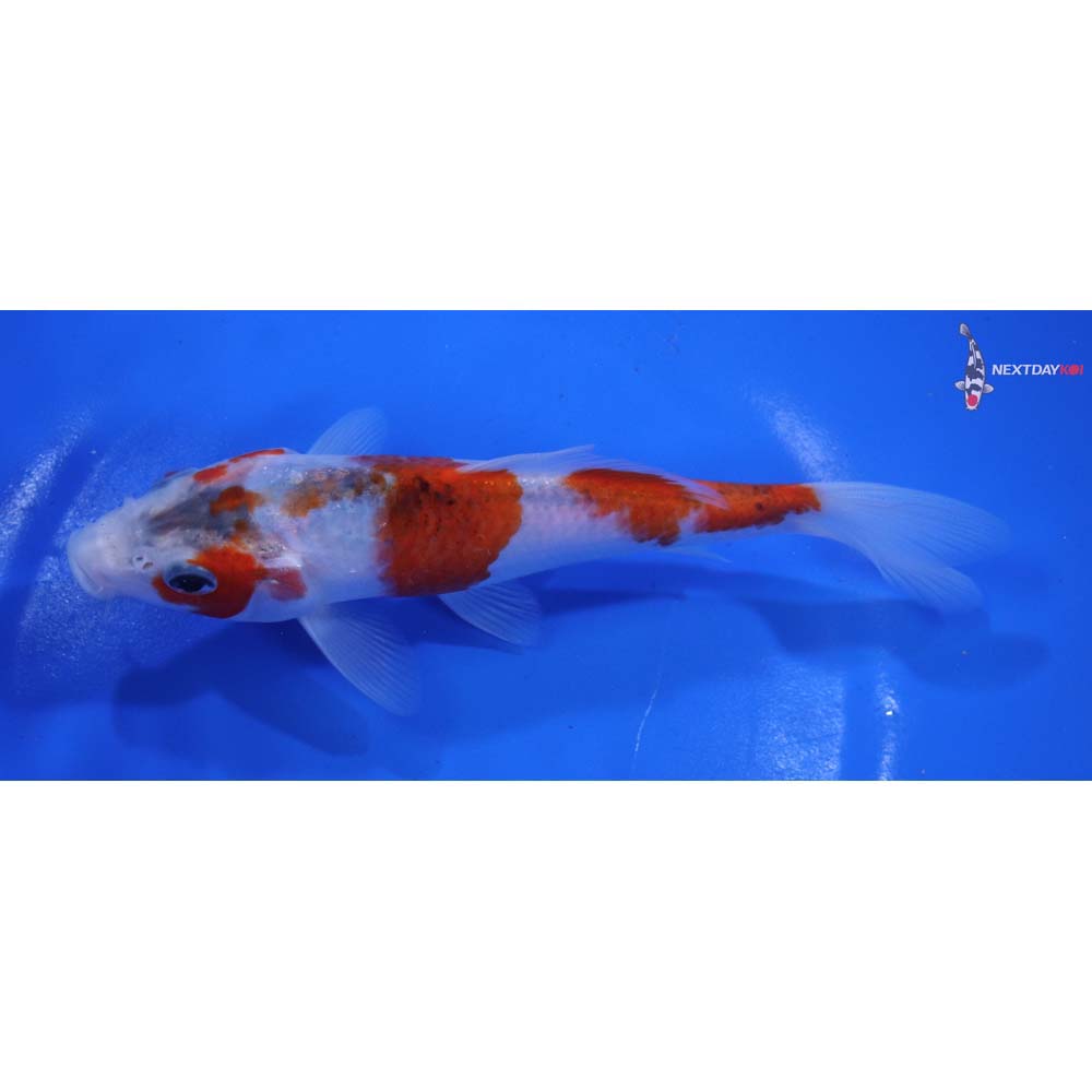 6.5” Imported Goromo