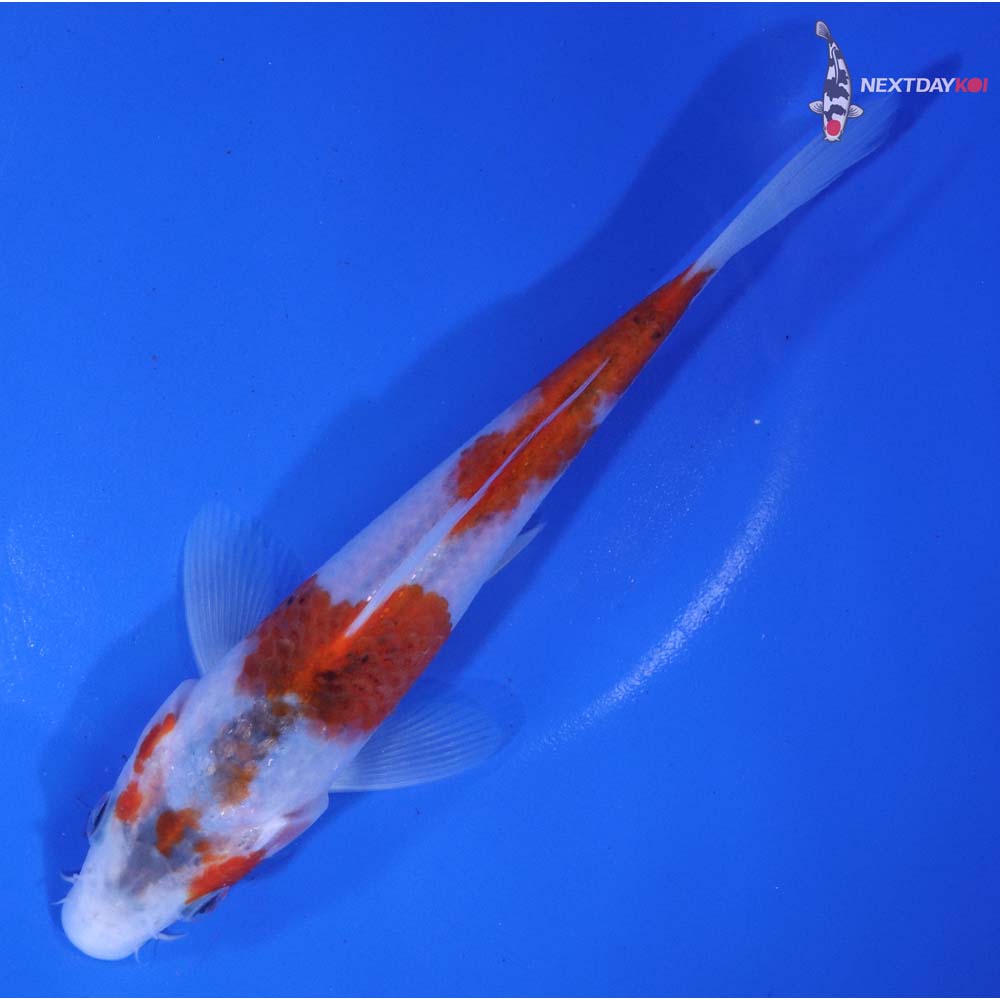 6.5” Imported Goromo