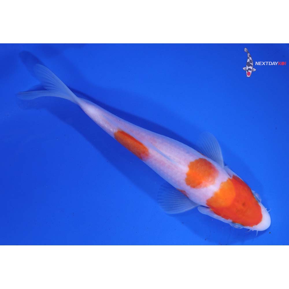 6.5” Imported Kohaku