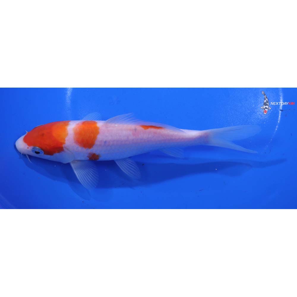 6.5” Imported Kohaku