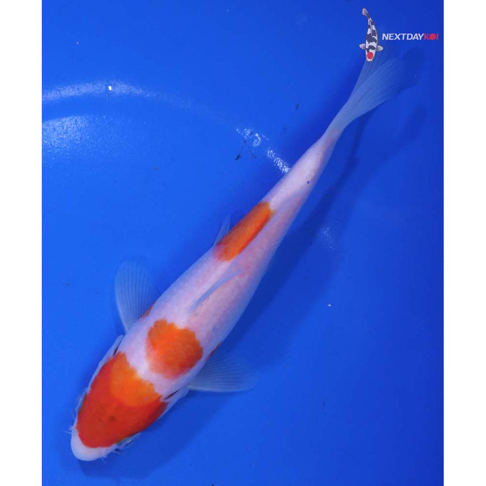 6.5” Imported Kohaku