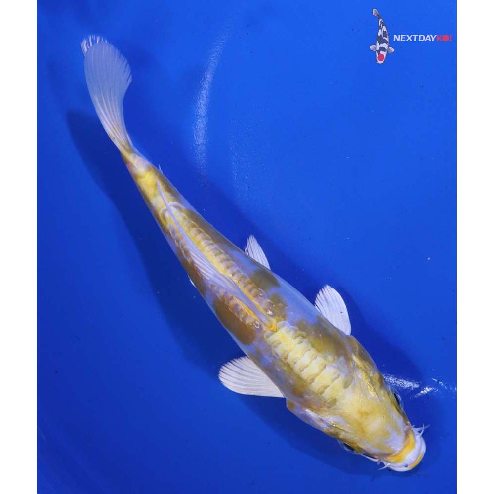 6.5” Imported Doitsu Lemon Hariwake