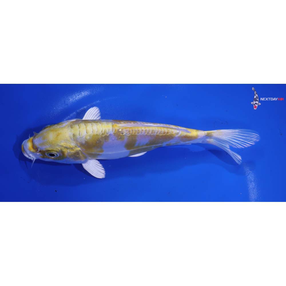 6.5” Imported Doitsu Lemon Hariwake