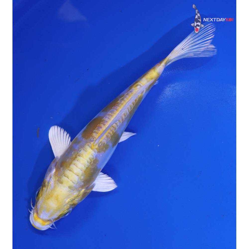 6.5” Imported Doitsu Lemon Hariwake