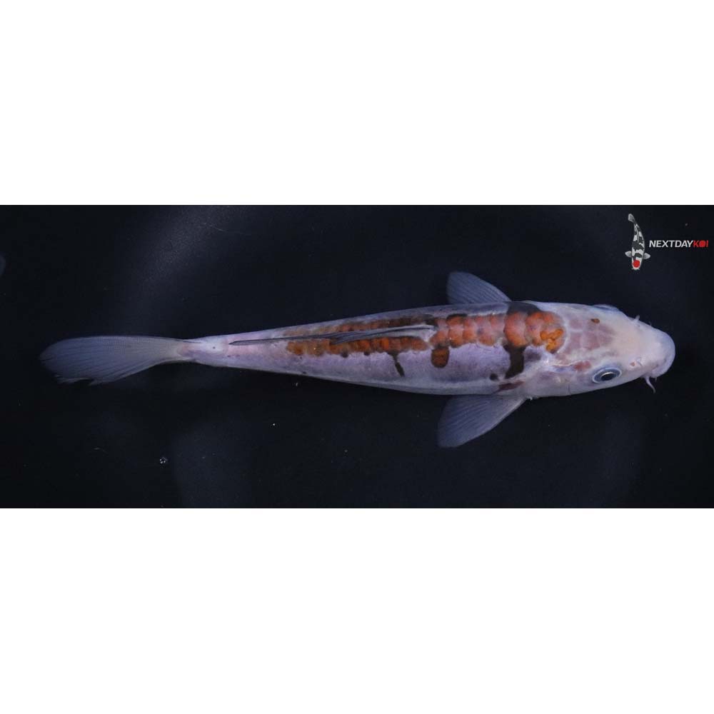 7” Imported Ochiba Shigure