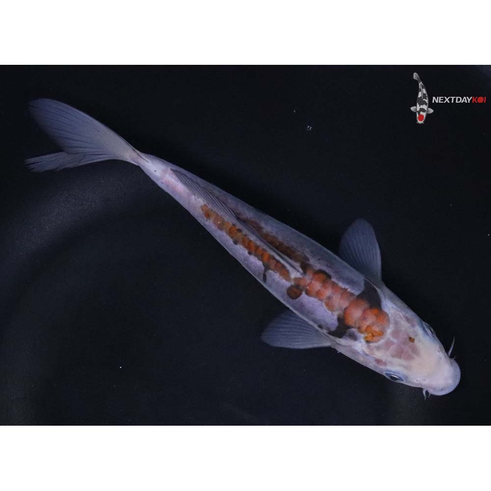7” Imported Ochiba Shigure
