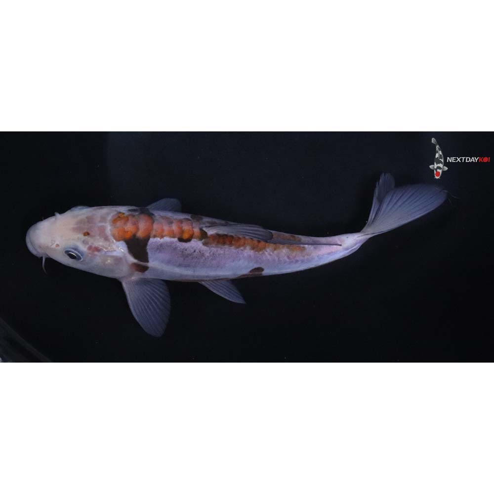7” Imported Ochiba Shigure
