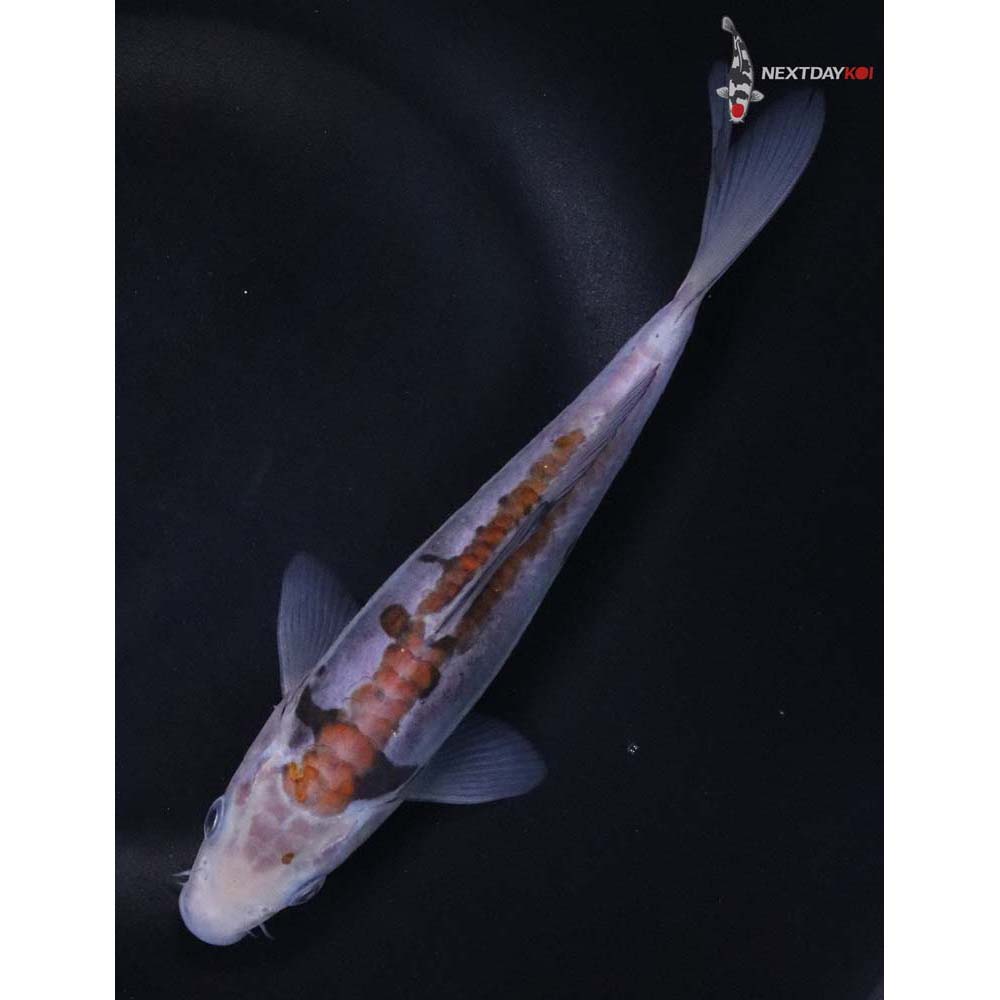 7” Imported Ochiba Shigure