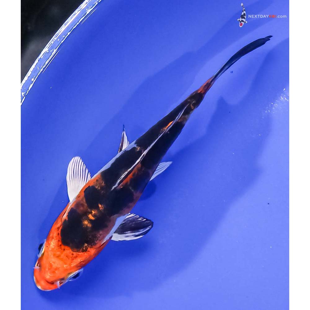 5” Imported Heisei Nishiki