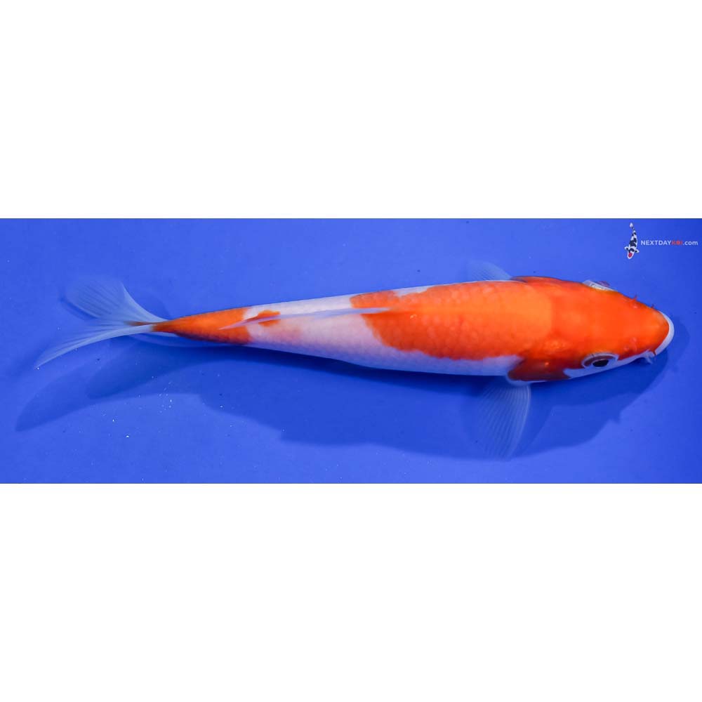 5” Imported Kohaku