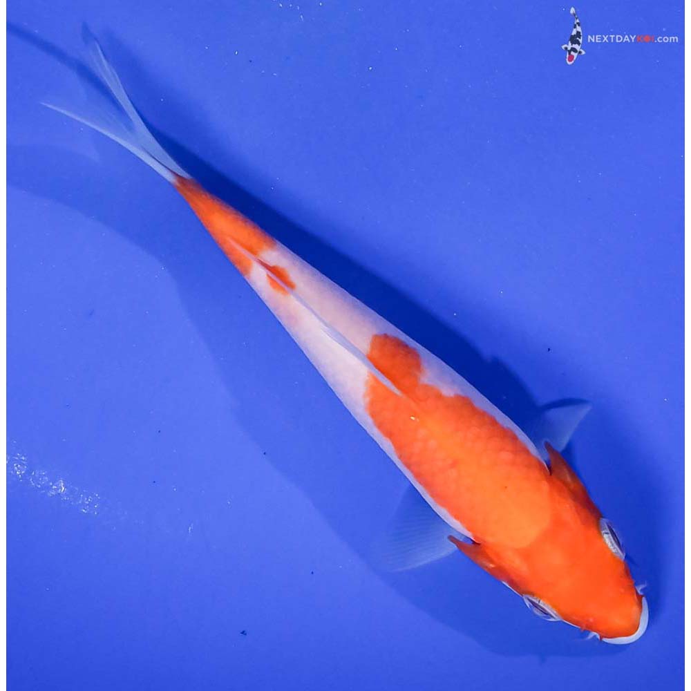 5” Imported Kohaku