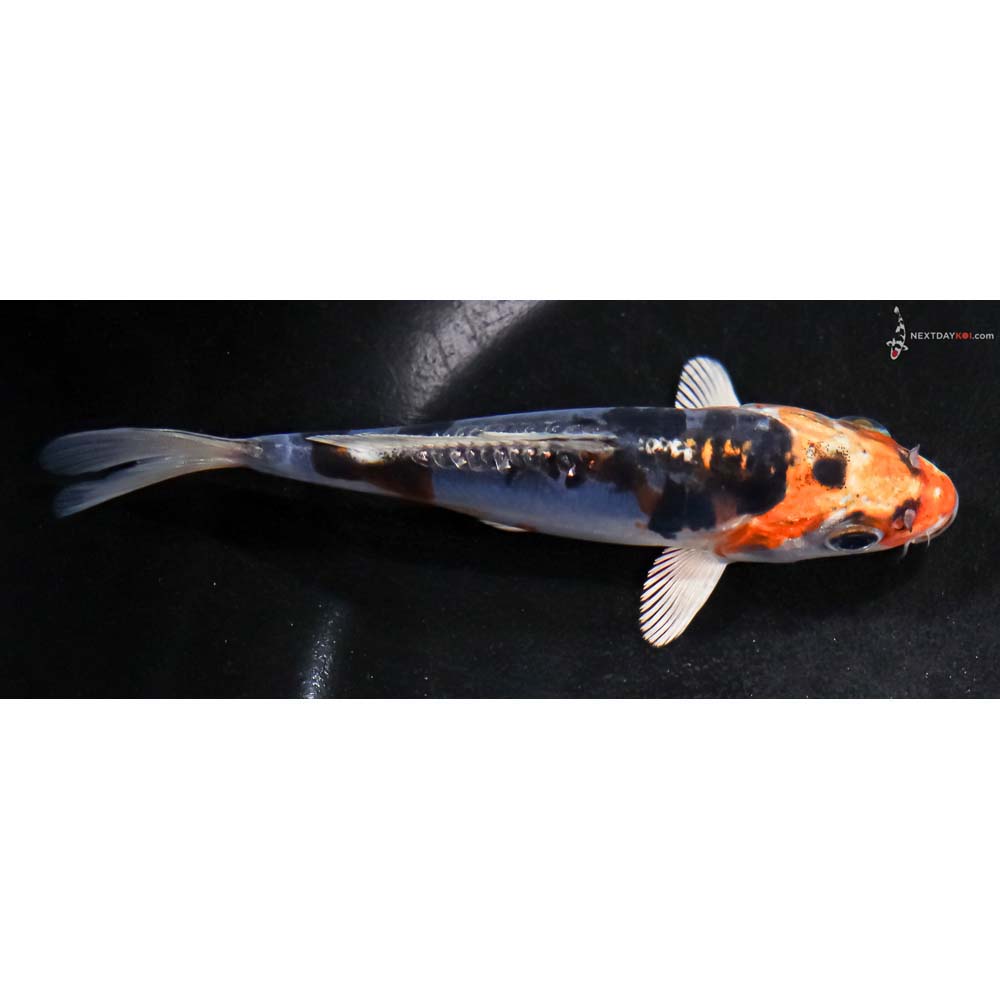 5” Imported Heisei Nishiki