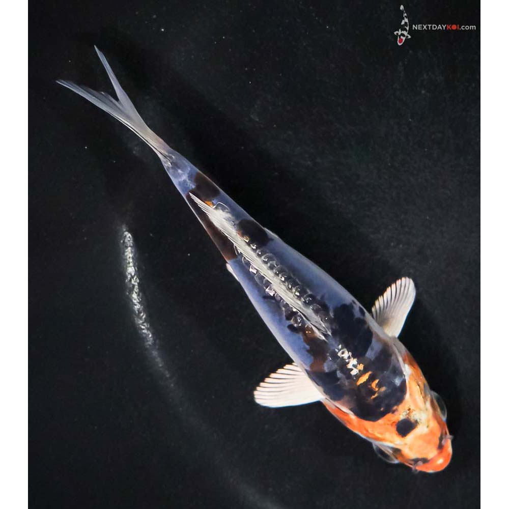 5” Imported Heisei Nishiki