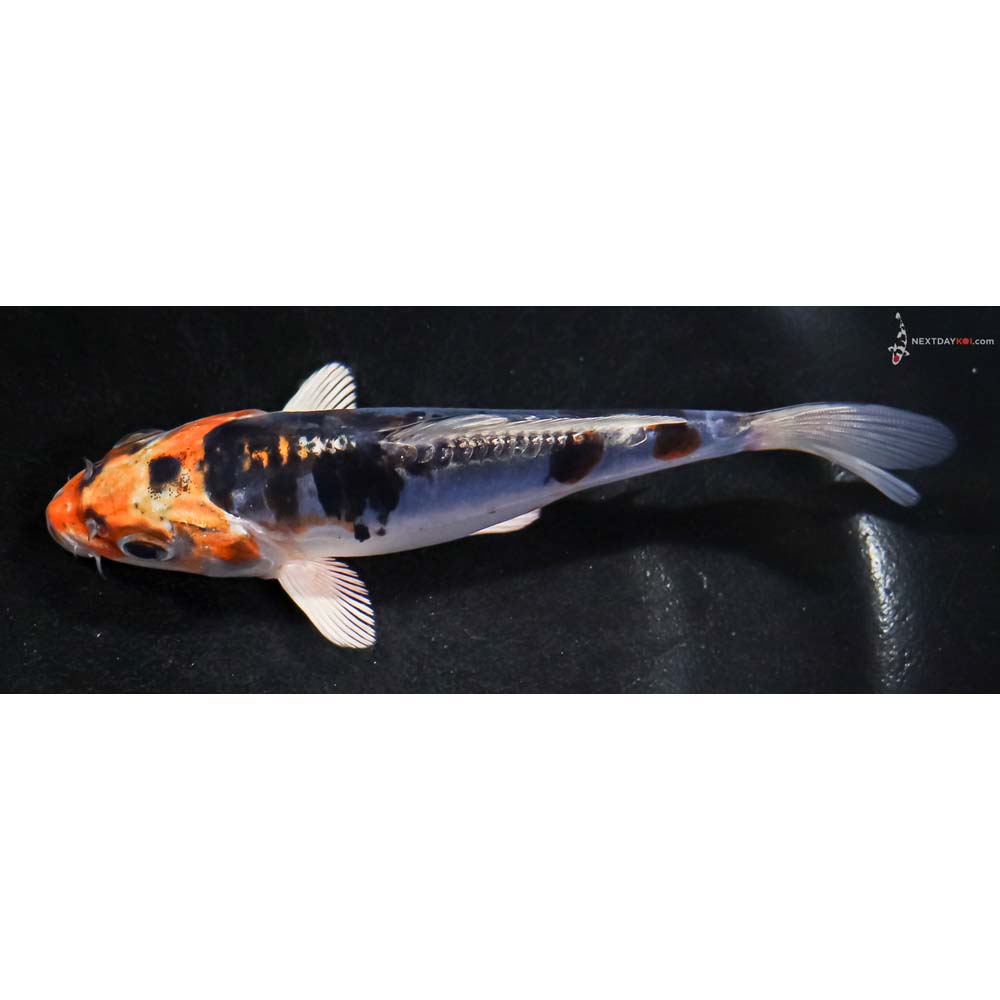 5” Imported Heisei Nishiki