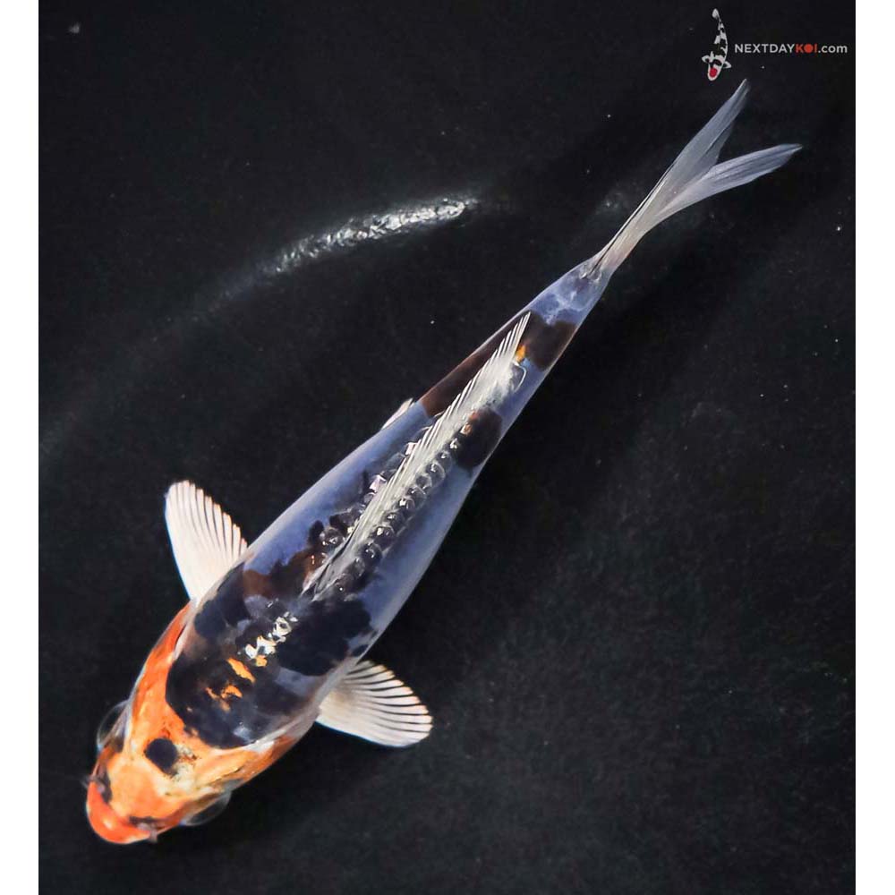 5” Imported Heisei Nishiki