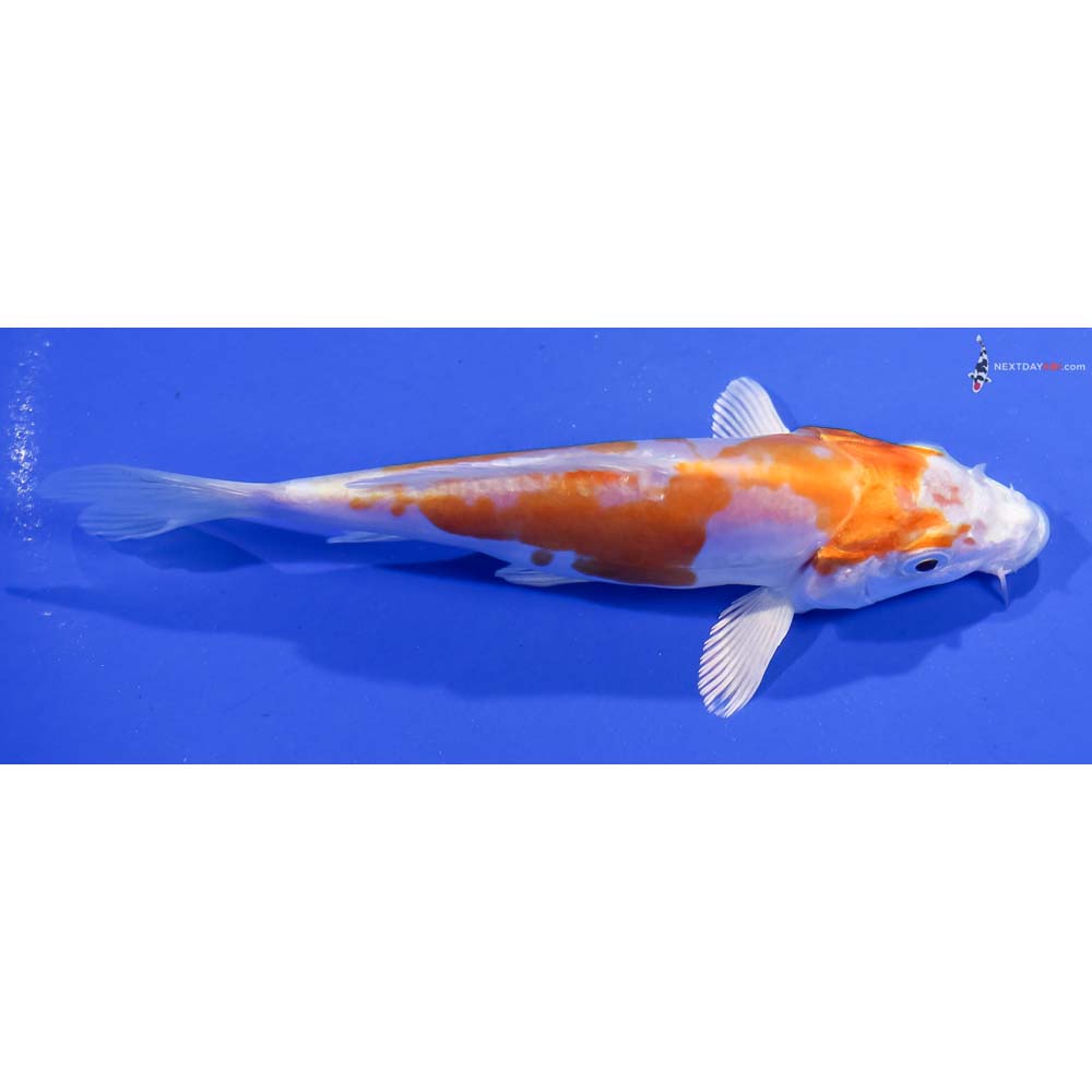 5.5” Imported Kikusui