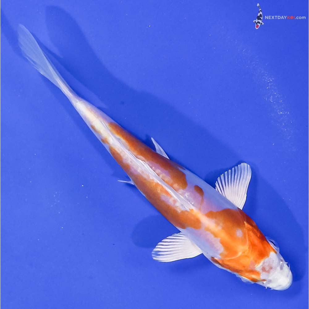 5.5” Imported Kikusui