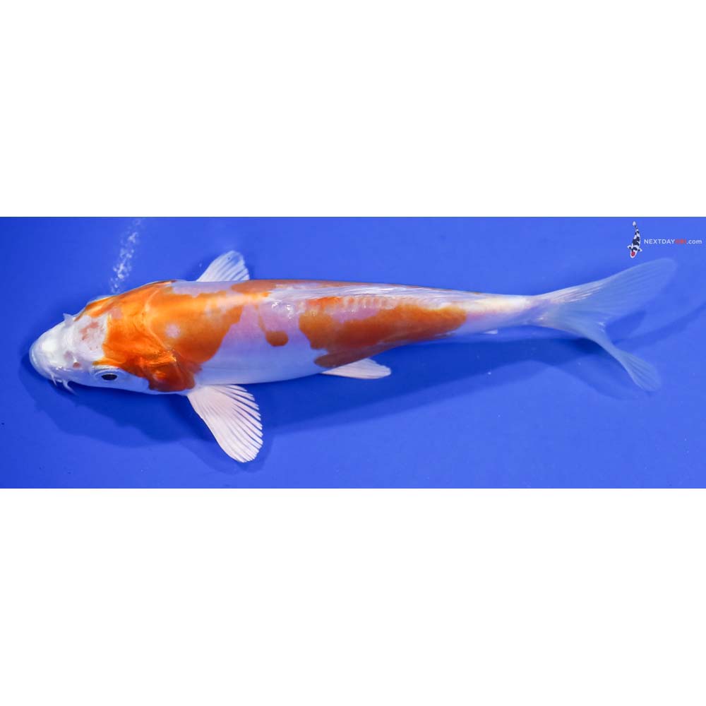 5.5” Imported Kikusui