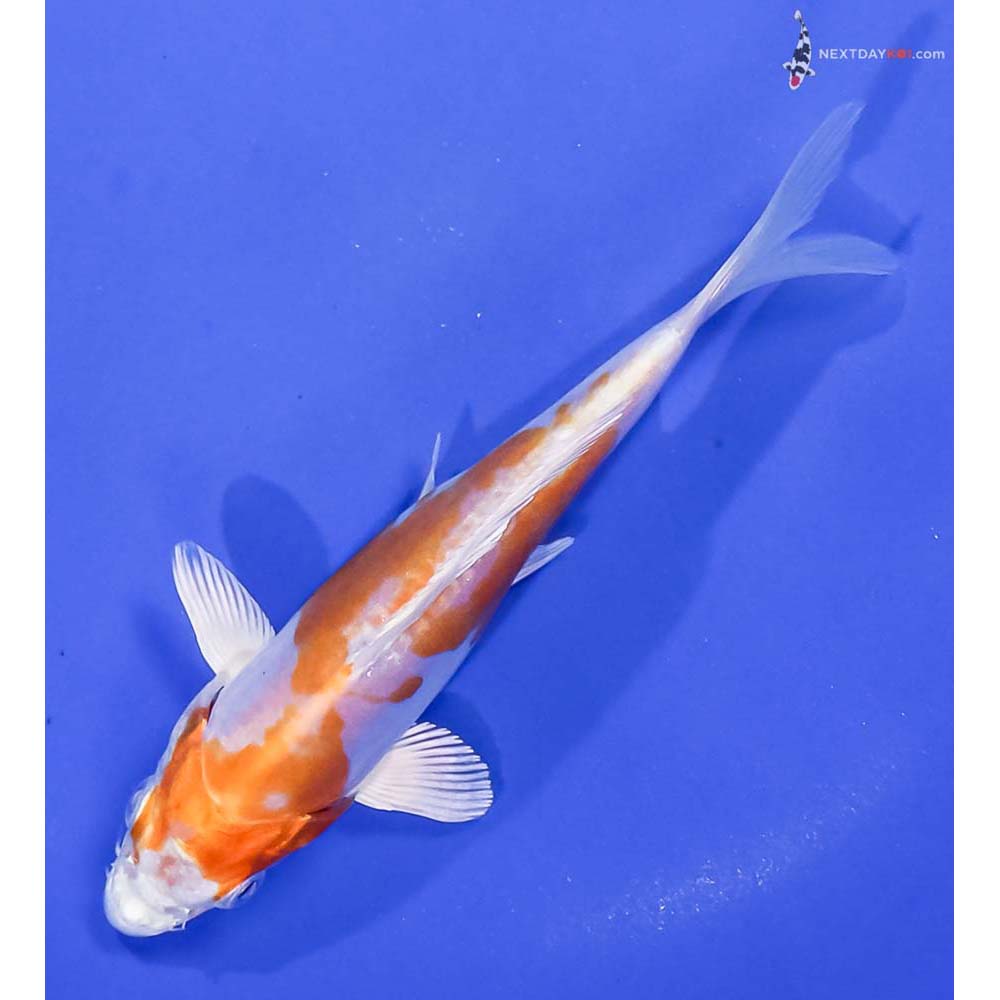 5.5” Imported Kikusui