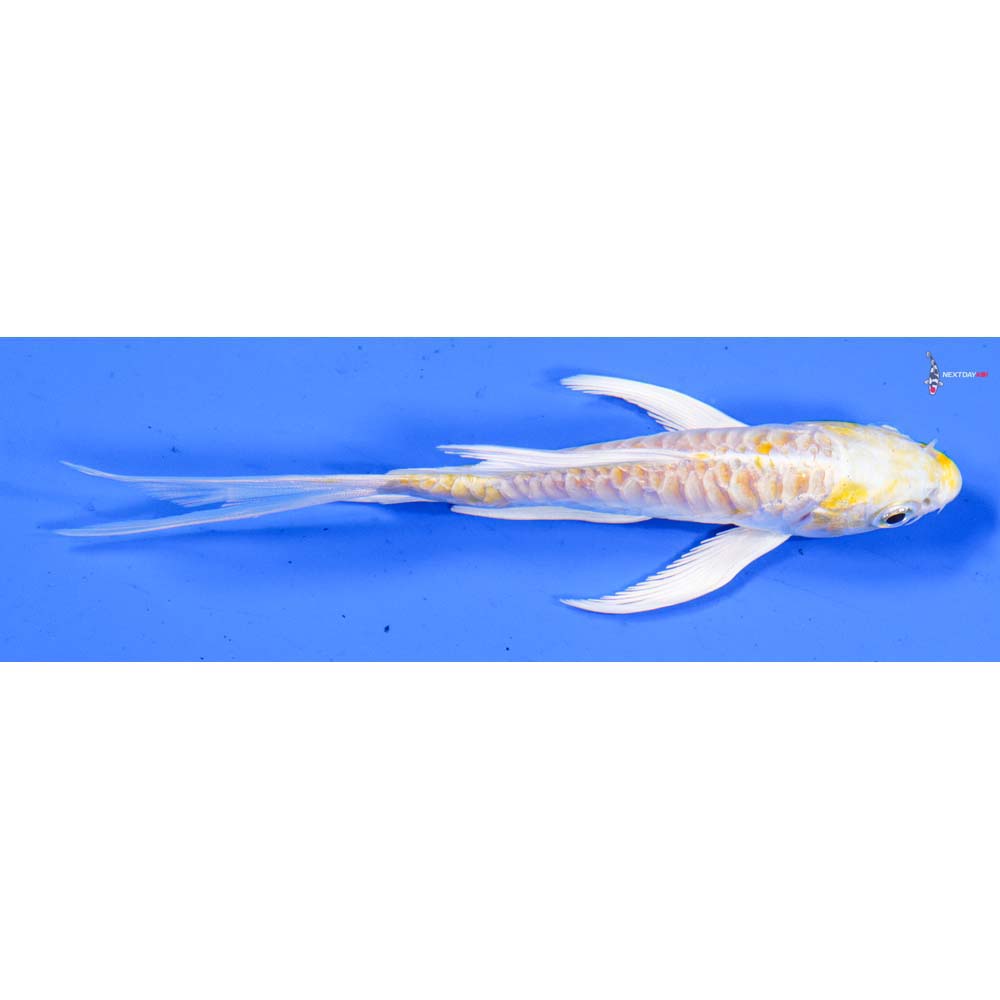 4.5” Imported Armor Scaled Lemon Hariwake Butterfly Koi