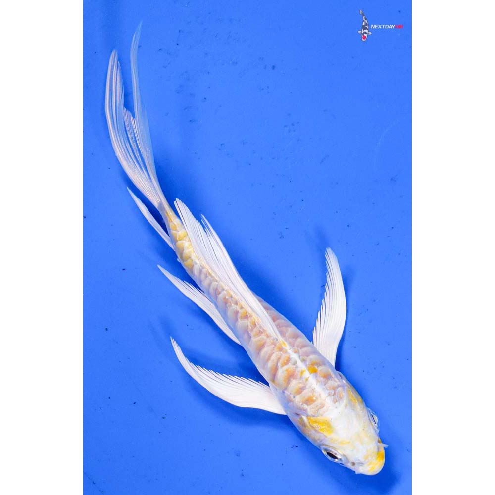 4.5” Imported Armor Scaled Lemon Hariwake Butterfly Koi