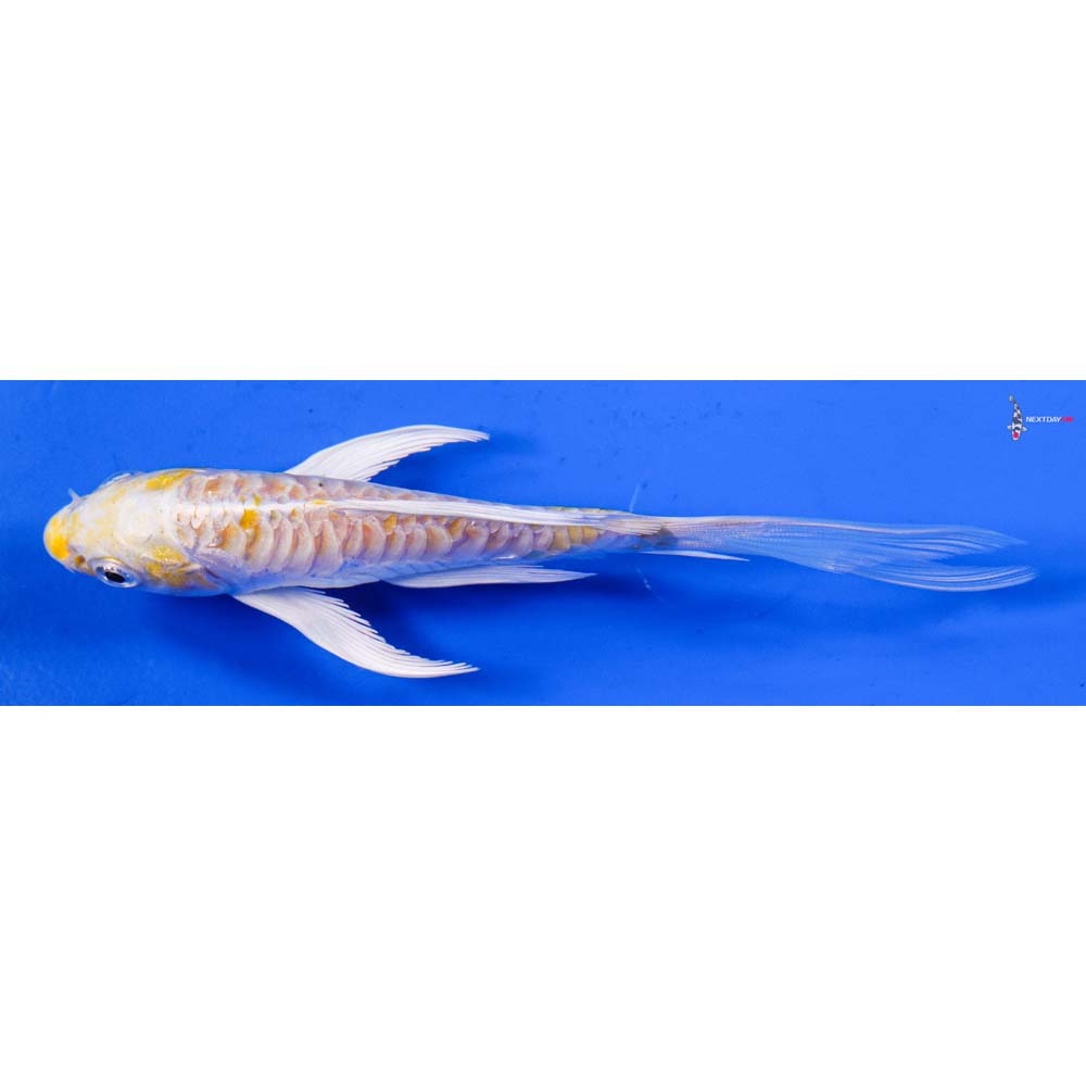 4.5” Imported Armor Scaled Lemon Hariwake Butterfly Koi