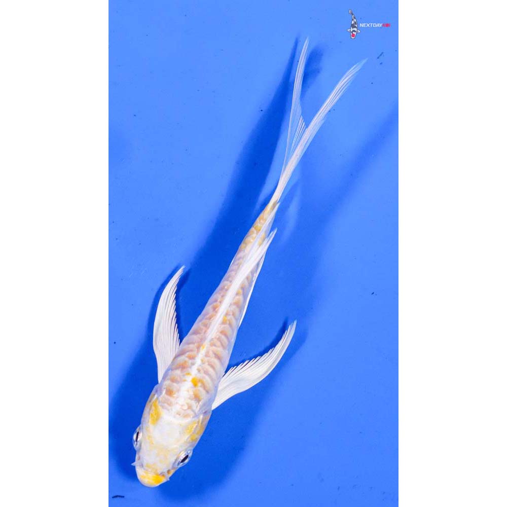 4.5” Imported Armor Scaled Lemon Hariwake Butterfly Koi