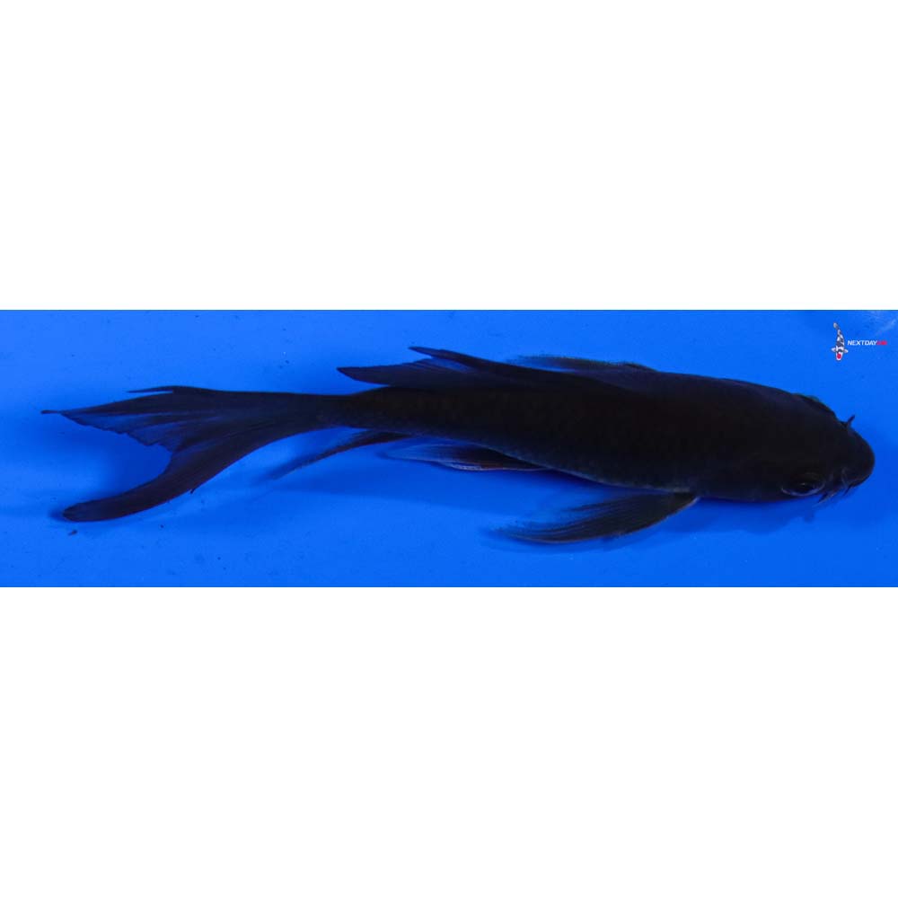 4.5” Imported Chagoi Butterfly Koi