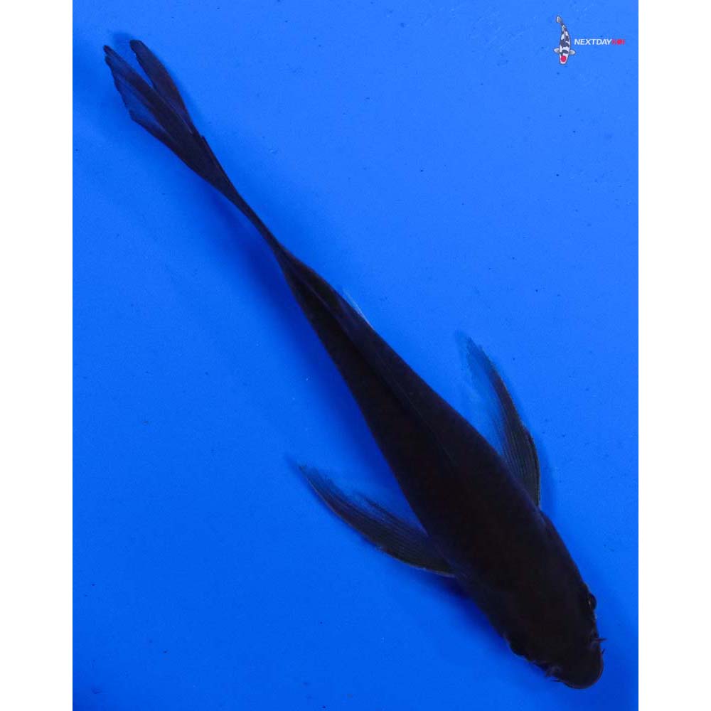 4.5” Imported Chagoi Butterfly Koi