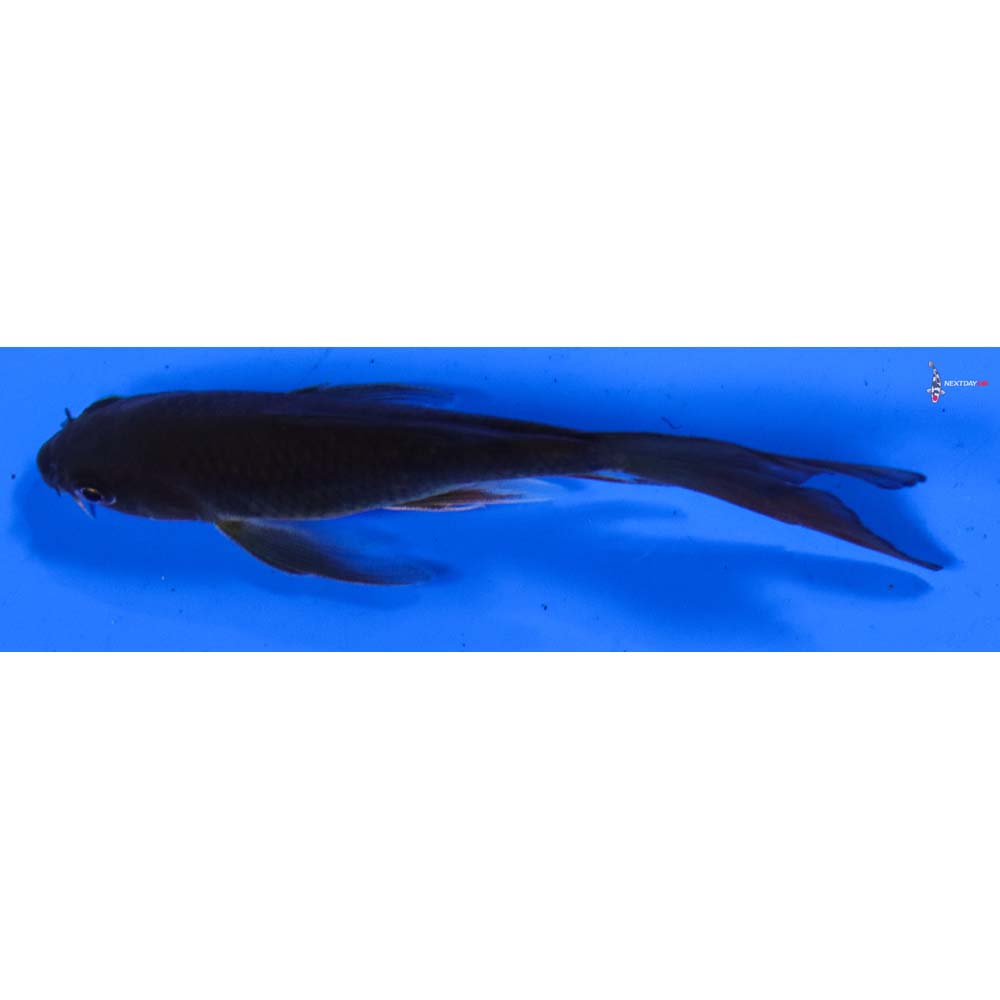4.5” Imported Chagoi Butterfly Koi