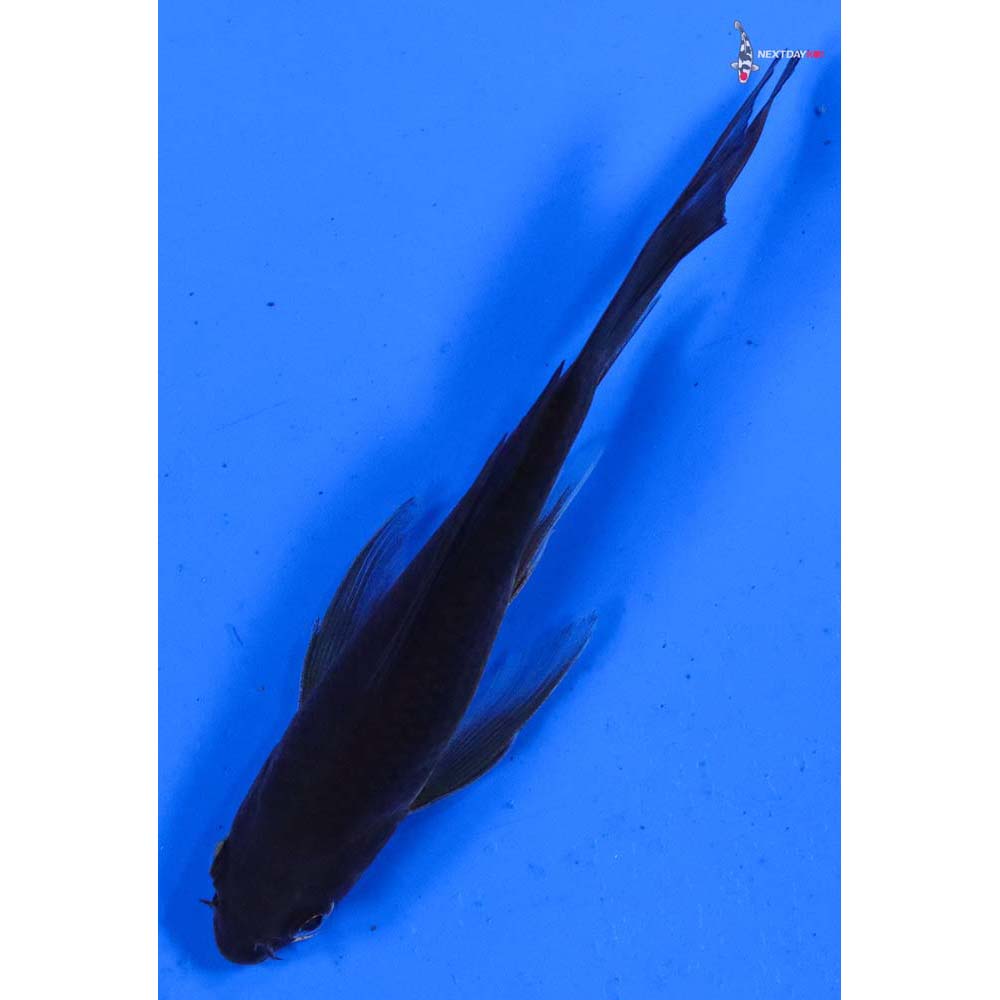 4.5” Imported Chagoi Butterfly Koi