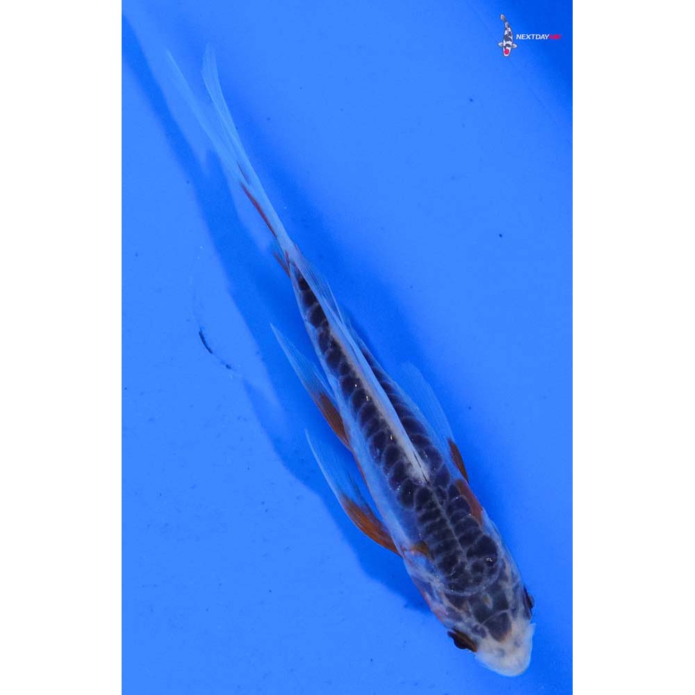 4” Imported Shusui Butterfly Koi