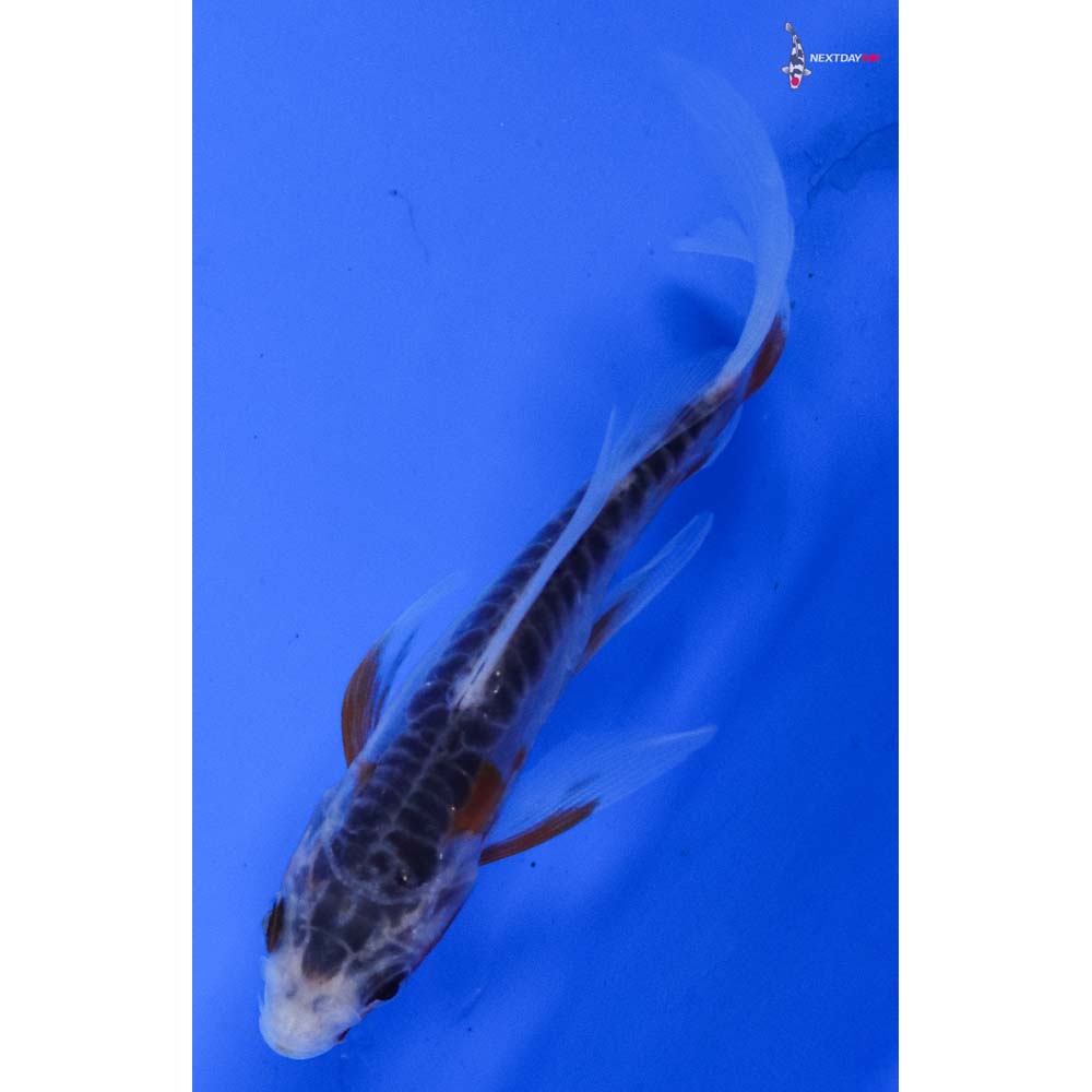 4” Imported Shusui Butterfly Koi