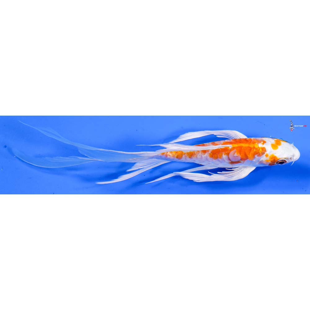 5.5β Imported Kikusui Butterfly Koi
