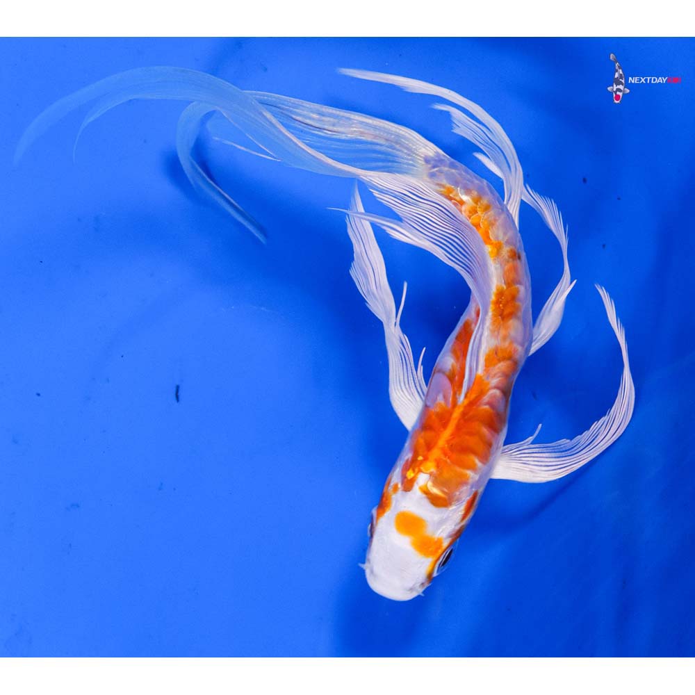 5.5β Imported Kikusui Butterfly Koi
