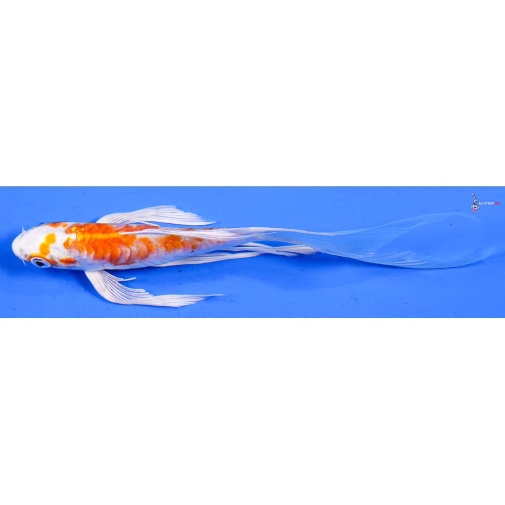 5.5β Imported Kikusui Butterfly Koi
